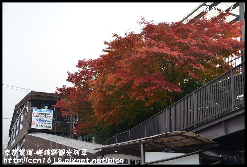 【日本旅遊】京都大阪賞楓自由行‧嵐山嵯峨野トロッコ觀光列車‧楓光明媚 @假日農夫愛趴趴照