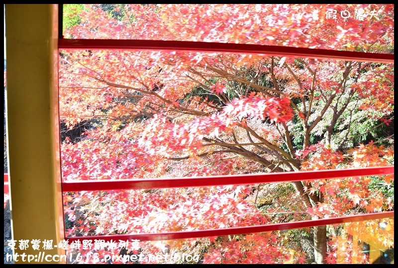 【日本旅遊】京都大阪賞楓自由行‧嵐山嵯峨野トロッコ觀光列車‧楓光明媚 @假日農夫愛趴趴照