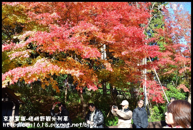 【日本旅遊】京都大阪賞楓自由行‧嵐山嵯峨野トロッコ觀光列車‧楓光明媚 @假日農夫愛趴趴照