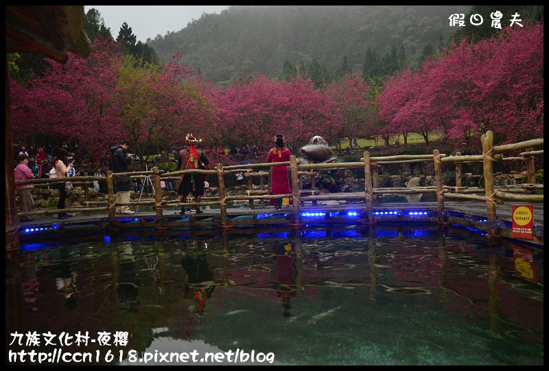 【農夫愛賞花】2014九族櫻花祭‧九族文化村櫻花滿開-夜櫻篇(賞櫻5) @假日農夫愛趴趴照