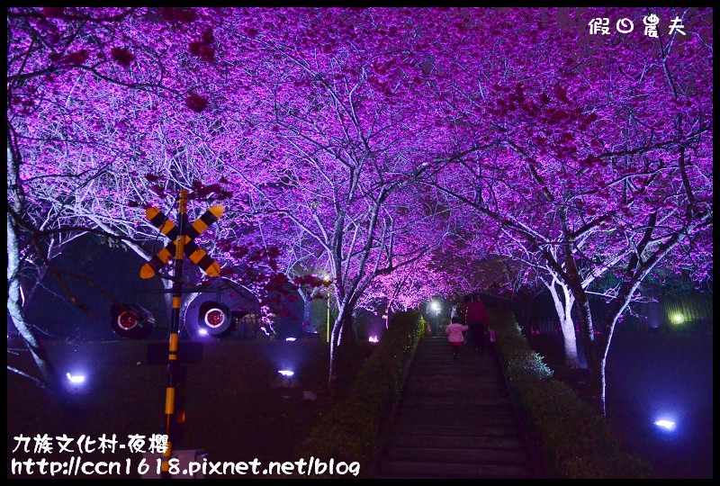 【農夫愛賞花】2014九族櫻花祭‧九族文化村櫻花滿開-夜櫻篇(賞櫻5) @假日農夫愛趴趴照