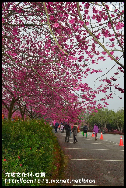 【農夫愛賞花】2014九族櫻花祭‧九族文化村櫻花滿開-日櫻篇(賞櫻5) @假日農夫愛趴趴照