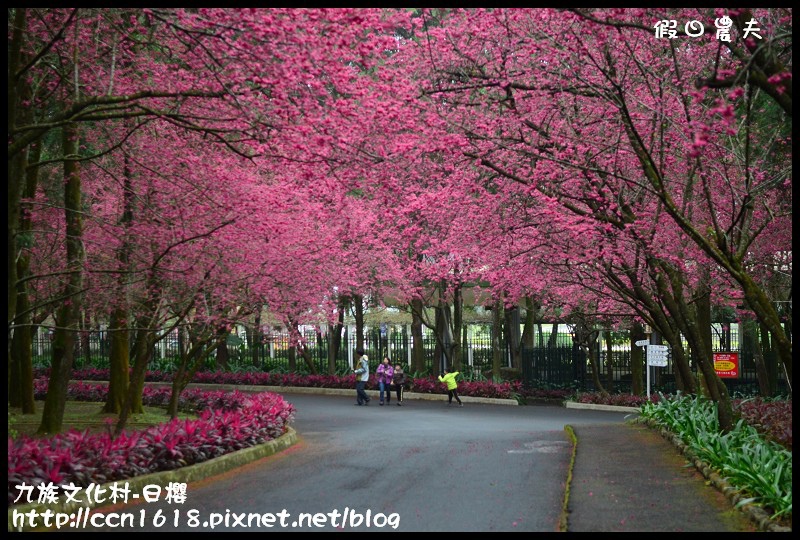 【農夫愛賞花】2014九族櫻花祭‧九族文化村櫻花滿開-日櫻篇(賞櫻5) @假日農夫愛趴趴照