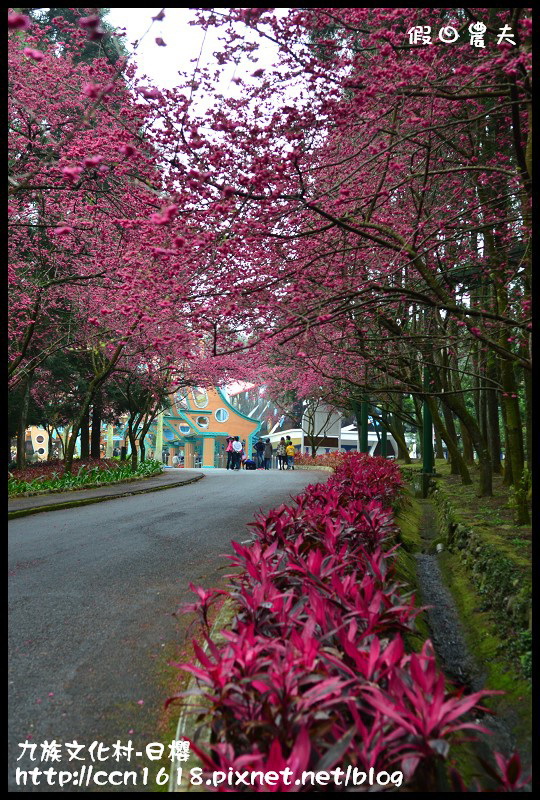 【農夫愛賞花】2014九族櫻花祭‧九族文化村櫻花滿開-日櫻篇(賞櫻5) @假日農夫愛趴趴照