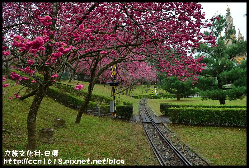 【農夫愛賞花】2014九族櫻花祭‧九族文化村櫻花滿開-日櫻篇(賞櫻5) @假日農夫愛趴趴照