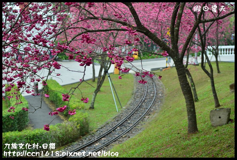 【農夫愛賞花】2014九族櫻花祭‧九族文化村櫻花滿開-日櫻篇(賞櫻5) @假日農夫愛趴趴照