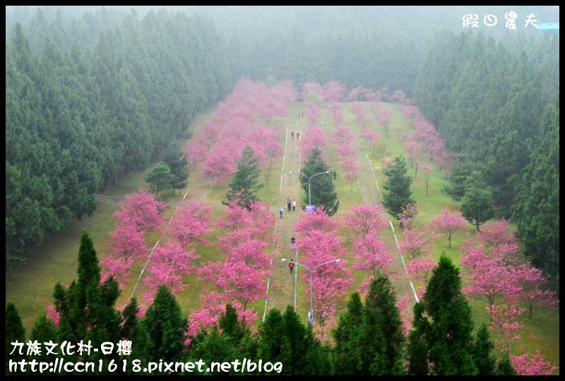 【農夫愛賞花】2014九族櫻花祭‧九族文化村櫻花滿開-日櫻篇(賞櫻5) @假日農夫愛趴趴照