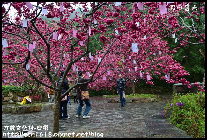 【農夫愛賞花】2014九族櫻花祭‧九族文化村櫻花滿開-日櫻篇(賞櫻5) @假日農夫愛趴趴照