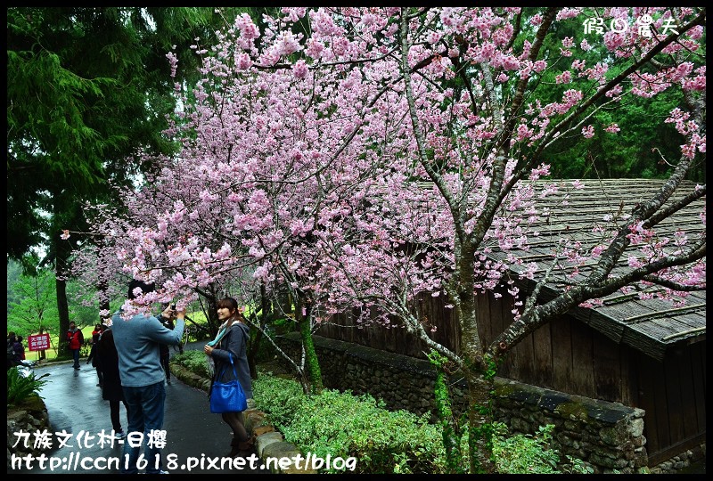 【農夫愛賞花】2014九族櫻花祭‧九族文化村櫻花滿開-日櫻篇(賞櫻5) @假日農夫愛趴趴照