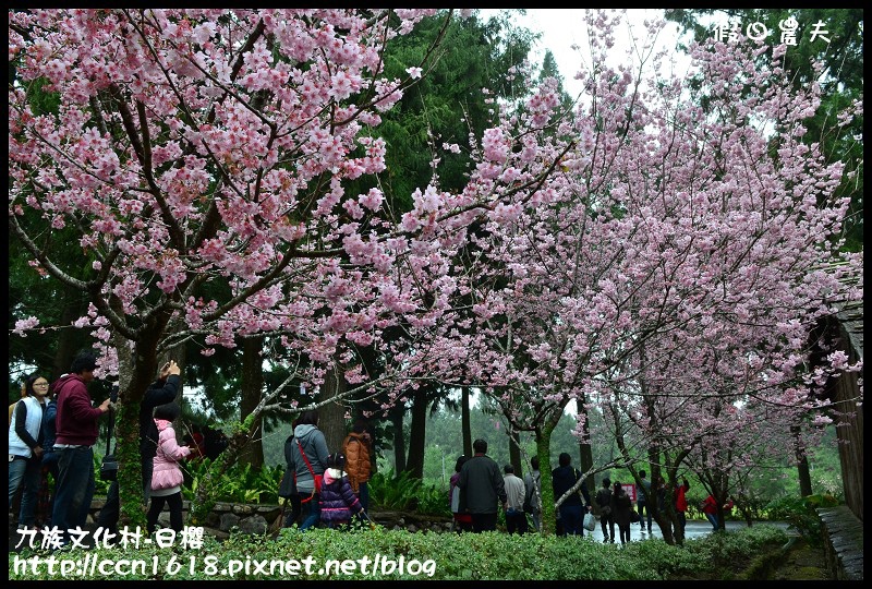 【農夫愛賞花】2014九族櫻花祭‧九族文化村櫻花滿開-日櫻篇(賞櫻5) @假日農夫愛趴趴照