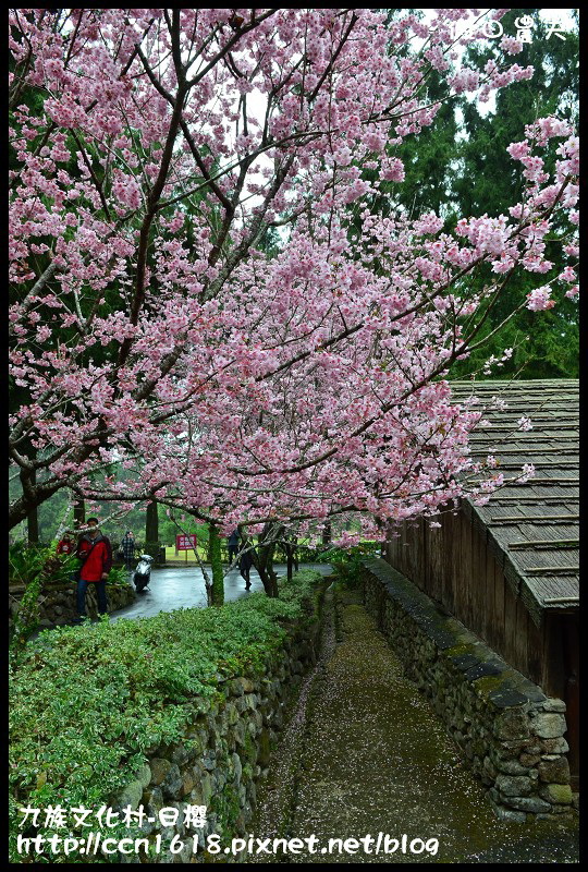 【農夫愛賞花】2014九族櫻花祭‧九族文化村櫻花滿開-日櫻篇(賞櫻5) @假日農夫愛趴趴照