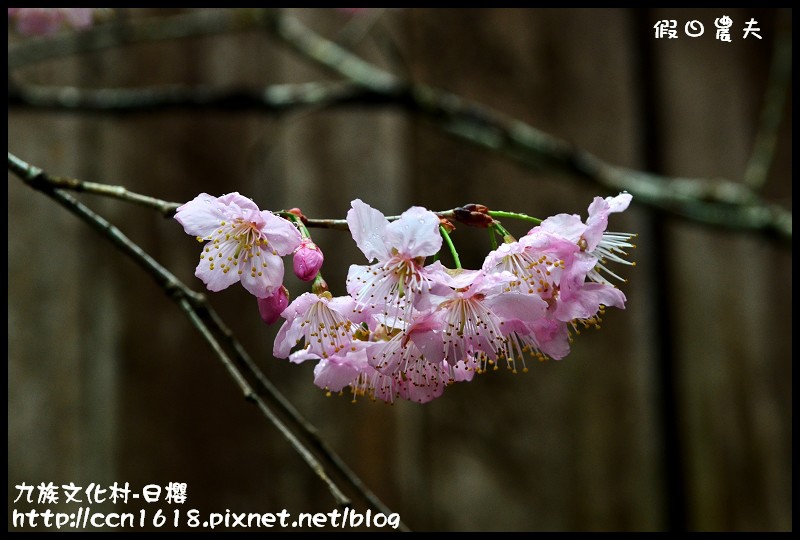 【農夫愛賞花】2014九族櫻花祭‧九族文化村櫻花滿開-日櫻篇(賞櫻5) @假日農夫愛趴趴照