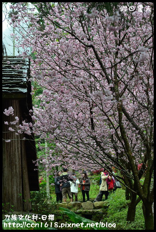 【農夫愛賞花】2014九族櫻花祭‧九族文化村櫻花滿開-日櫻篇(賞櫻5) @假日農夫愛趴趴照