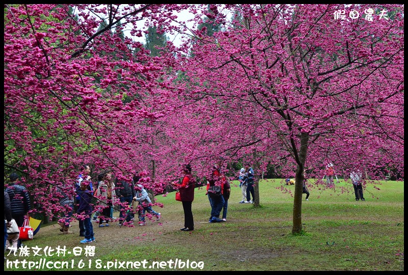 【農夫愛賞花】2014九族櫻花祭‧九族文化村櫻花滿開-日櫻篇(賞櫻5) @假日農夫愛趴趴照