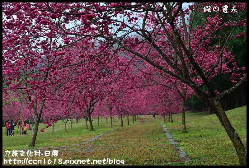 【農夫愛賞花】2014九族櫻花祭‧九族文化村櫻花滿開-日櫻篇(賞櫻5) @假日農夫愛趴趴照