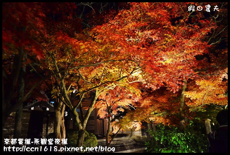 【日本旅遊】京都大阪賞楓自由行‧永觀堂夜楓‧楓韻猶存 @假日農夫愛趴趴照