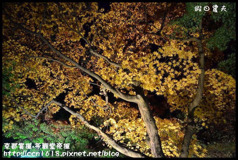 【日本旅遊】京都大阪賞楓自由行‧永觀堂夜楓‧楓韻猶存 @假日農夫愛趴趴照