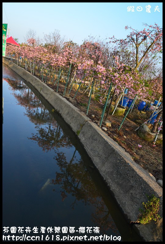 【農夫愛賞花】芬園花卉生產休憩園區‧櫻花隧道即將形成(賞櫻3) @假日農夫愛趴趴照