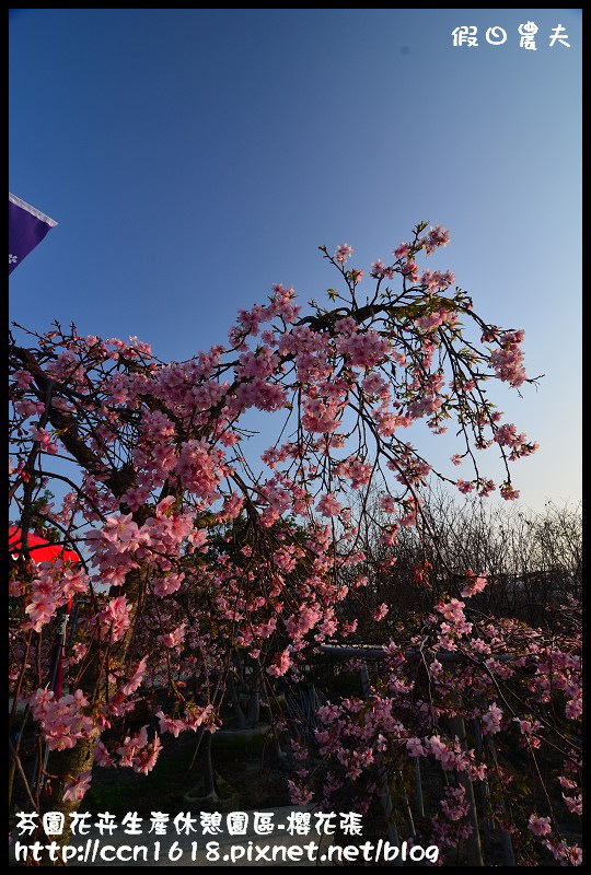 【農夫愛賞花】芬園花卉生產休憩園區‧櫻花隧道即將形成(賞櫻3) @假日農夫愛趴趴照