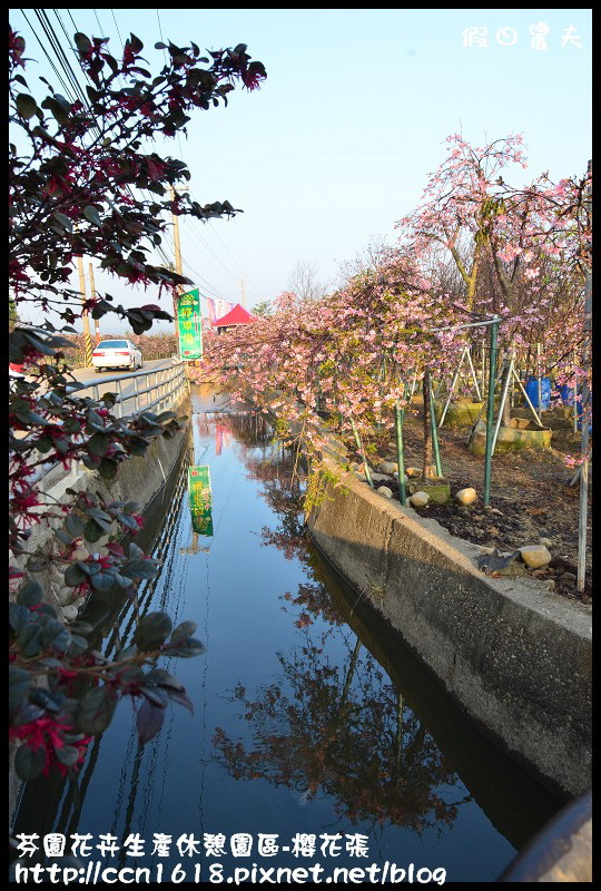 【農夫愛賞花】芬園花卉生產休憩園區‧櫻花隧道即將形成(賞櫻3) @假日農夫愛趴趴照