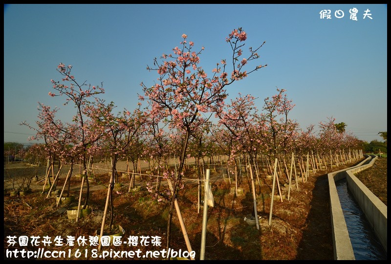 【農夫愛賞花】芬園花卉生產休憩園區‧櫻花隧道即將形成(賞櫻3) @假日農夫愛趴趴照