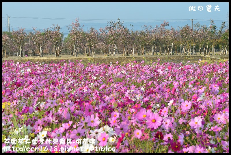 【農夫愛賞花】芬園花卉生產休憩園區‧櫻花隧道即將形成(賞櫻3) @假日農夫愛趴趴照