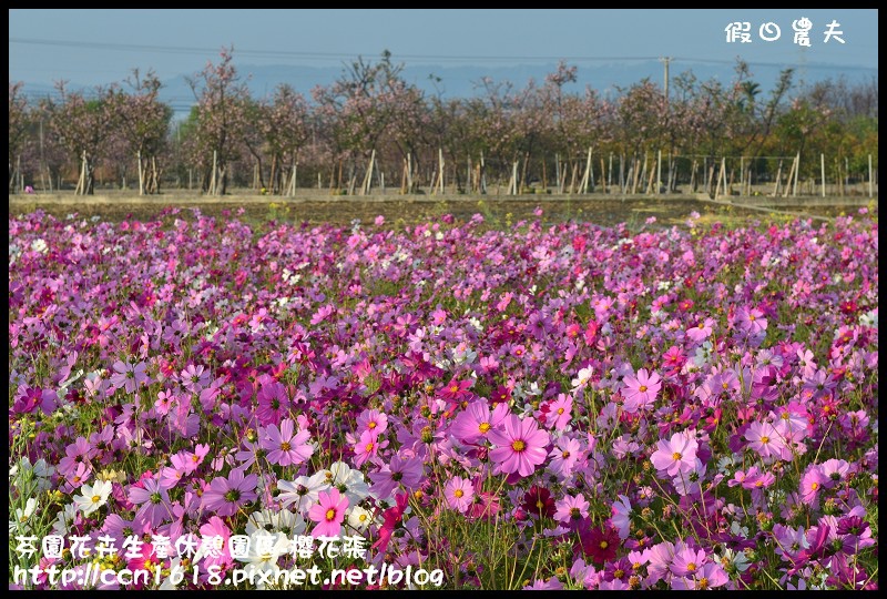 【農夫愛賞花】芬園花卉生產休憩園區‧櫻花隧道即將形成(賞櫻3) @假日農夫愛趴趴照