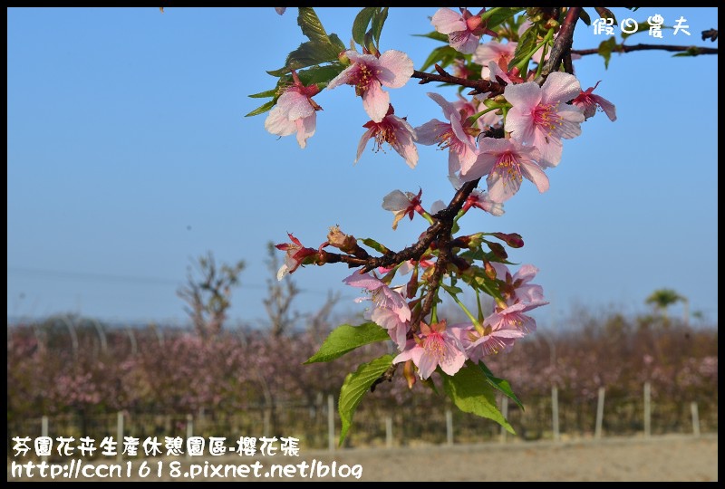 【農夫愛賞花】芬園花卉生產休憩園區‧櫻花隧道即將形成(賞櫻3) @假日農夫愛趴趴照