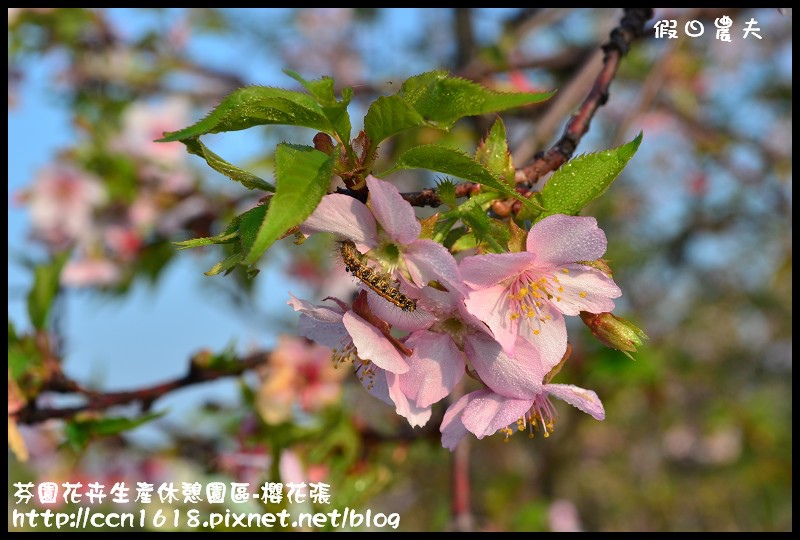 【農夫愛賞花】芬園花卉生產休憩園區‧櫻花隧道即將形成(賞櫻3) @假日農夫愛趴趴照