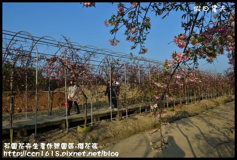 【農夫愛賞花】芬園花卉生產休憩園區‧櫻花隧道即將形成(賞櫻3) @假日農夫愛趴趴照