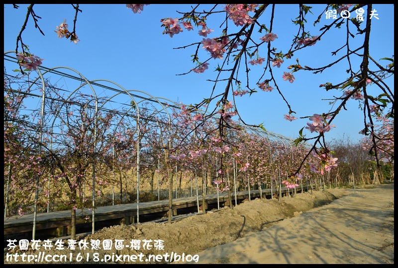 【農夫愛賞花】芬園花卉生產休憩園區‧櫻花隧道即將形成(賞櫻3) @假日農夫愛趴趴照