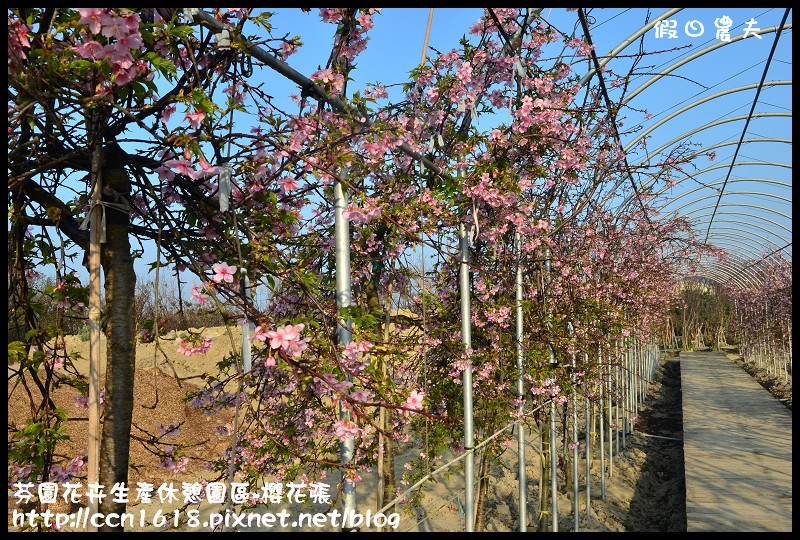 【農夫愛賞花】芬園花卉生產休憩園區‧櫻花隧道即將形成(賞櫻3) @假日農夫愛趴趴照