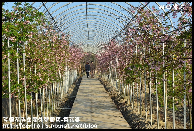 【農夫愛賞花】芬園花卉生產休憩園區‧櫻花隧道即將形成(賞櫻3) @假日農夫愛趴趴照