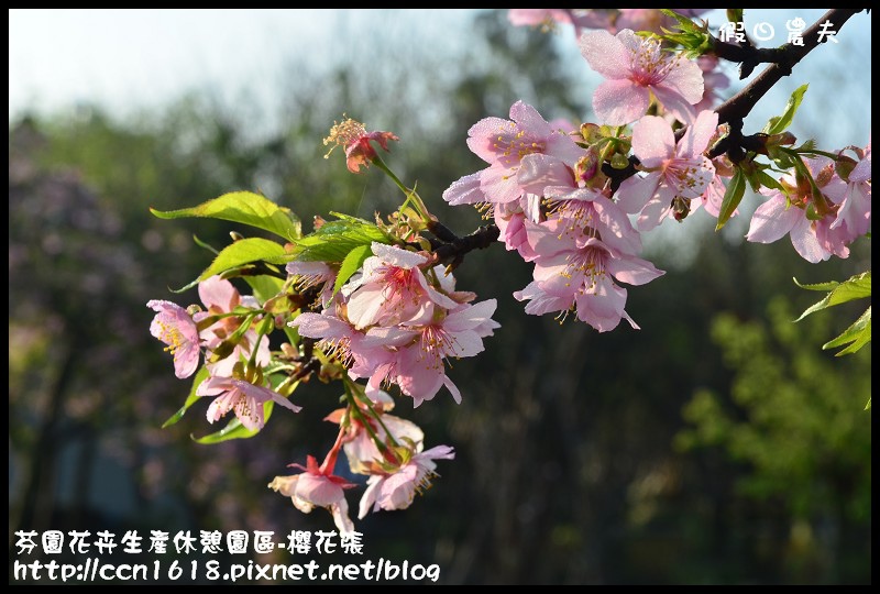 【農夫愛賞花】芬園花卉生產休憩園區‧櫻花隧道即將形成(賞櫻3) @假日農夫愛趴趴照