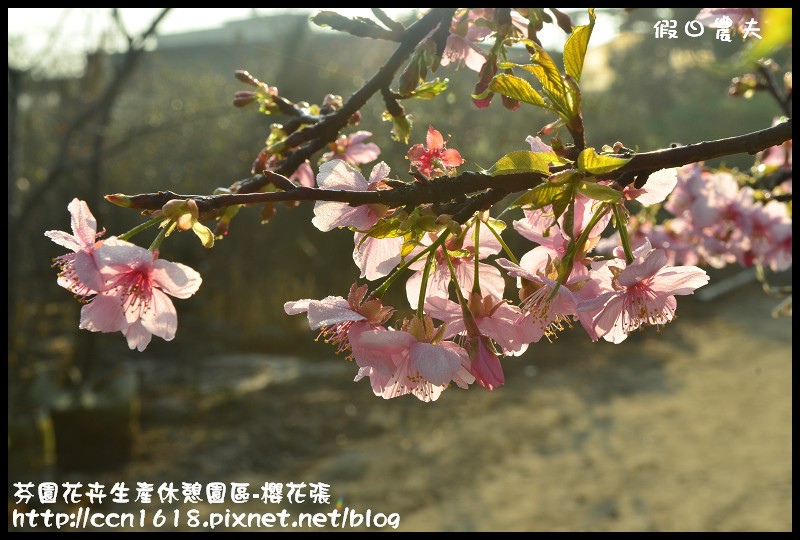 【農夫愛賞花】芬園花卉生產休憩園區‧櫻花隧道即將形成(賞櫻3) @假日農夫愛趴趴照