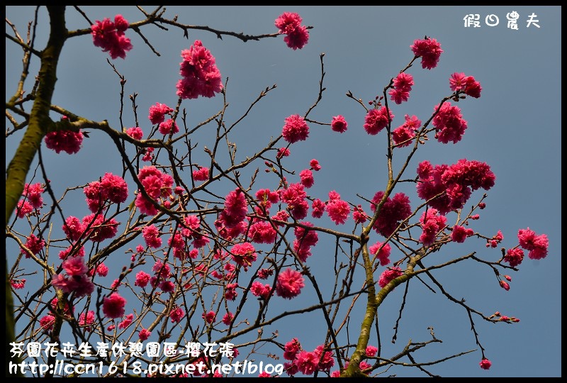 【農夫愛賞花】芬園花卉生產休憩園區‧櫻花隧道即將形成(賞櫻3) @假日農夫愛趴趴照