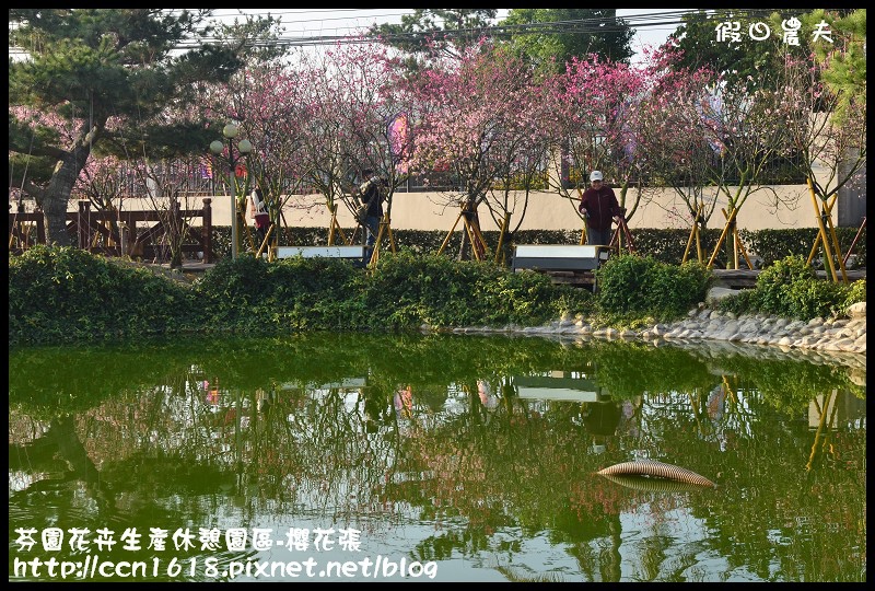 【農夫愛賞花】芬園花卉生產休憩園區‧櫻花隧道即將形成(賞櫻3) @假日農夫愛趴趴照