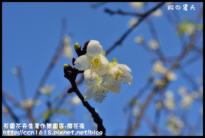 【農夫愛賞花】芬園花卉生產休憩園區‧櫻花隧道即將形成(賞櫻3) @假日農夫愛趴趴照