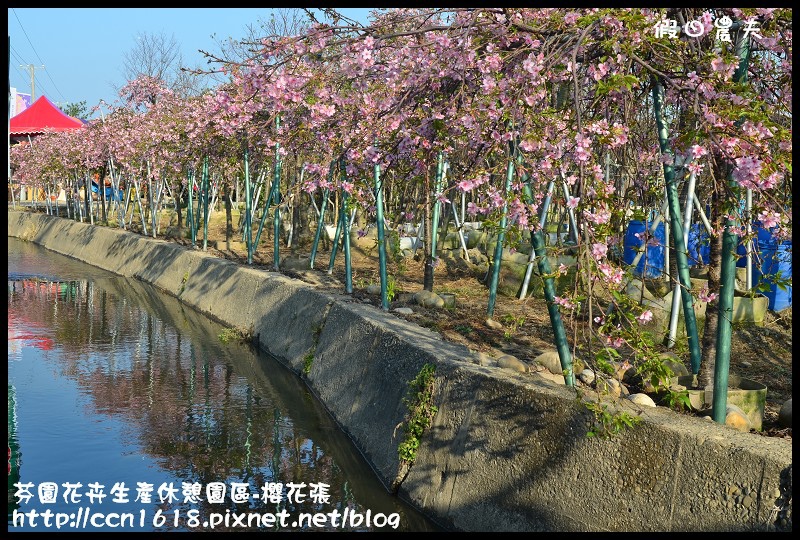 【農夫愛賞花】芬園花卉生產休憩園區‧櫻花隧道即將形成(賞櫻3) @假日農夫愛趴趴照