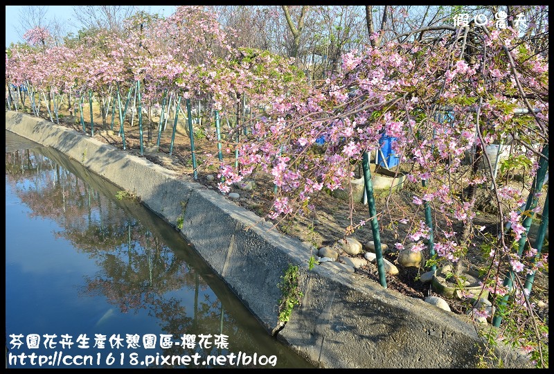 【農夫愛賞花】芬園花卉生產休憩園區‧櫻花隧道即將形成(賞櫻3) @假日農夫愛趴趴照