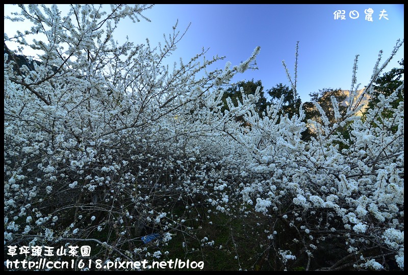 【農夫愛賞花】草坪頭玉山茶園‧櫻櫻期盼會佳人(賞櫻2) @假日農夫愛趴趴照