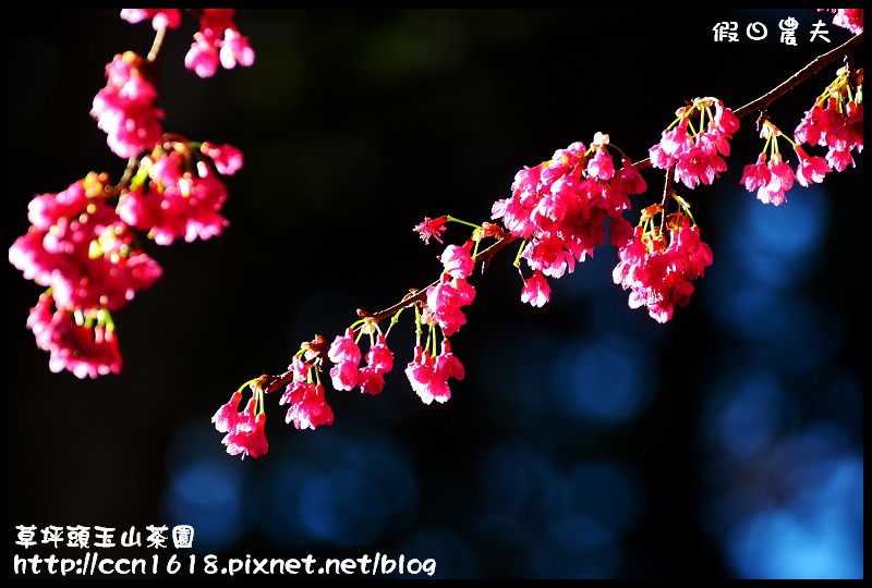 【農夫愛賞花】草坪頭玉山茶園‧櫻櫻期盼會佳人(賞櫻2) @假日農夫愛趴趴照