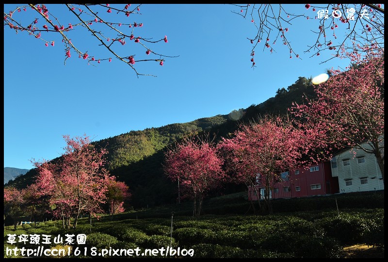 【農夫愛賞花】草坪頭玉山茶園‧櫻櫻期盼會佳人(賞櫻2) @假日農夫愛趴趴照