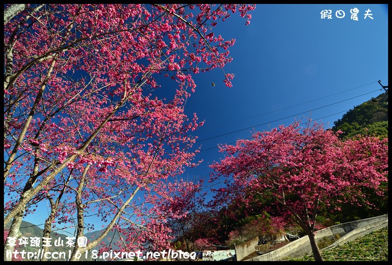 【農夫愛賞花】草坪頭玉山茶園‧櫻櫻期盼會佳人(賞櫻2) @假日農夫愛趴趴照