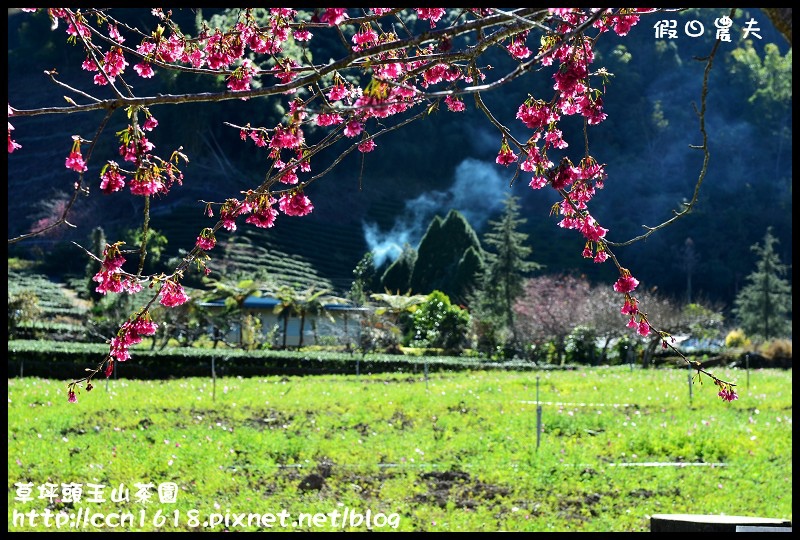 【農夫愛賞花】草坪頭玉山茶園‧櫻櫻期盼會佳人(賞櫻2) @假日農夫愛趴趴照