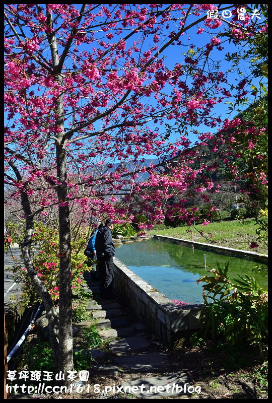 【農夫愛賞花】草坪頭玉山茶園‧櫻櫻期盼會佳人(賞櫻2) @假日農夫愛趴趴照