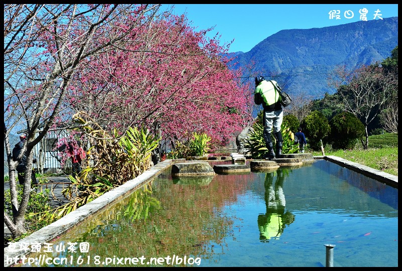 【農夫愛賞花】草坪頭玉山茶園‧櫻櫻期盼會佳人(賞櫻2) @假日農夫愛趴趴照