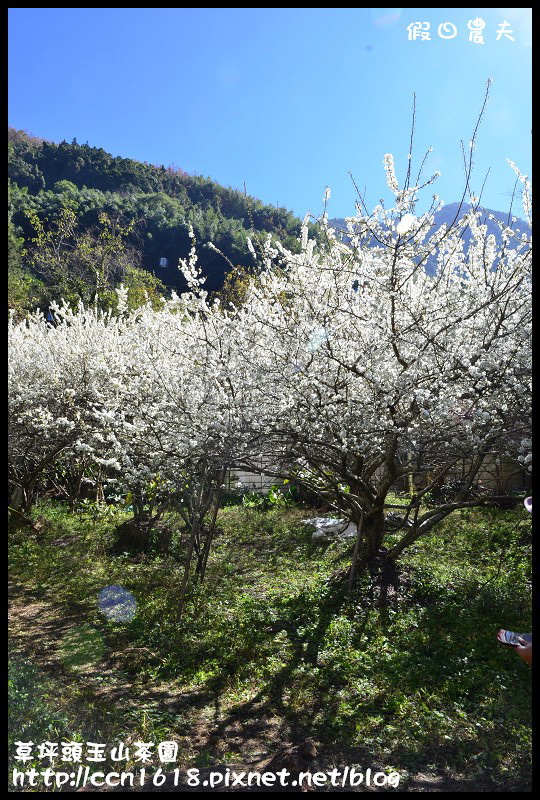 【農夫愛賞花】草坪頭玉山茶園‧櫻櫻期盼會佳人(賞櫻2) @假日農夫愛趴趴照