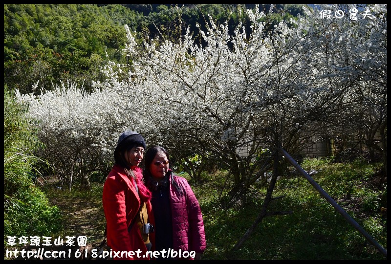 【農夫愛賞花】草坪頭玉山茶園‧櫻櫻期盼會佳人(賞櫻2) @假日農夫愛趴趴照