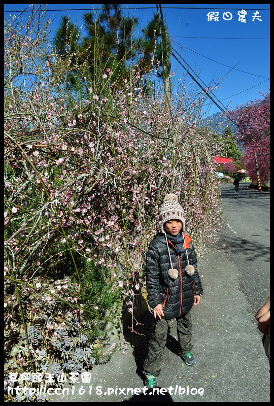 【農夫愛賞花】草坪頭玉山茶園‧櫻櫻期盼會佳人(賞櫻2) @假日農夫愛趴趴照